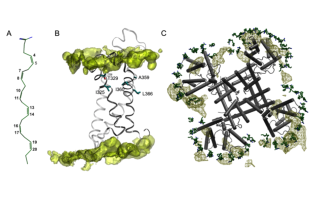 Transmembrane Proteins