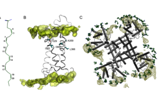 Transmembrane Proteins