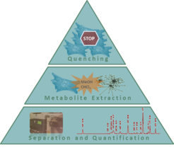 Fig. 1 Scheme of the experimental process for the quantification of intracellular metabolites.