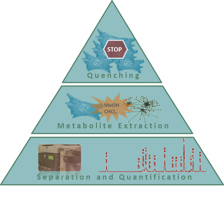 Fig. 1 Scheme of the experimental process for the quantification of intracellular metabolites.