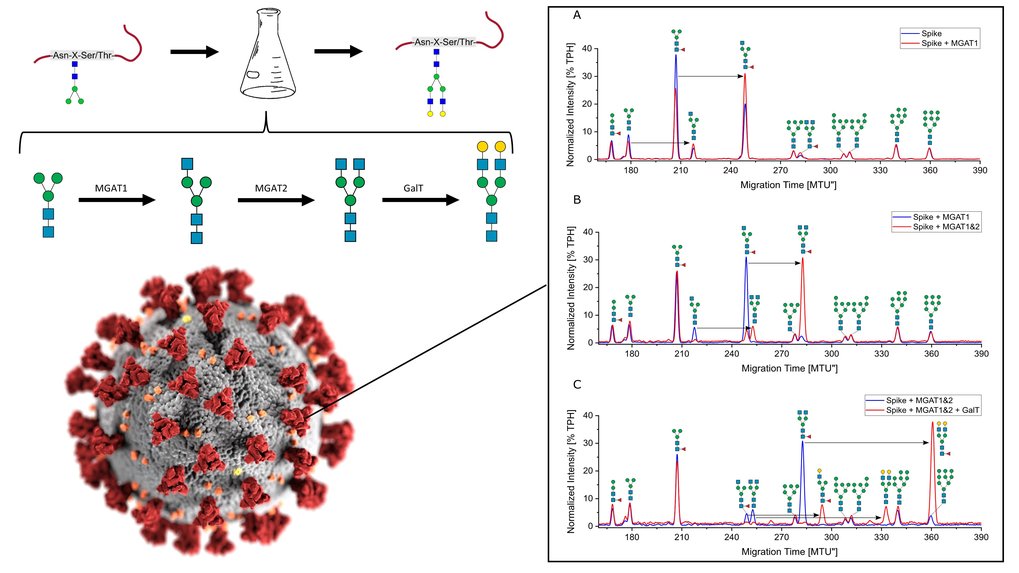 Development of Synthetic Platforms for the In Vitro Glycosylation of Proteins