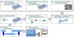 Workflow of high-throughput glycosylation pattern analysis of glycoproteins utilizing a multiplexing capillary-DNA-sequencer.