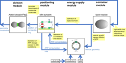 System theoretic view on a cell-like entity consisting of functional modules for containment, energy supply, positioning of a contractile ring, and division. Blue arrows indicate information exchange between functional modules.