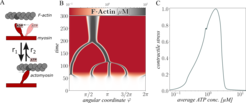 F-actin cluster formation depending on a medium ATP-concentration. A: Underlying simplified myosin cross-bridge model. B: Clustering of distributed F-actin cortex in a 1D ring system. C: Average contractile stress against ATP concentration.