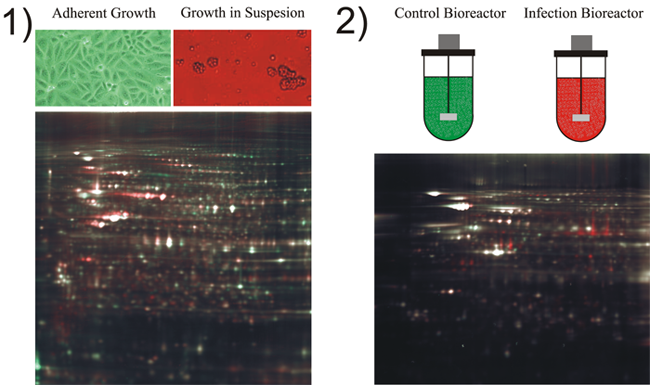 Adaptation of Adherent Cells Suspension Growth 