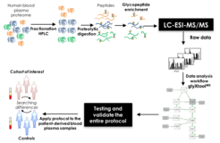 Figure 1: N-Glycoproteomic workflow for the discovery of disease-associated N-glycosylation alterations in human blood plasma glycoproteins.