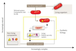 Fig. 1: Top-down and bottom-up approaches to synthetic biology (from: Sundmacher, K. and Schwille, P. (2014) Research Perspectives of the Max Planck Society).