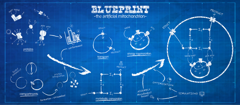 Fig. 2: Workflow for the bottom-up assembly of an artificial mitochondrion. Left: characterization of functional parts through performance standards such as activity, stability, etc.; Middle: integration of functional parts into functional modules for metabolism, energy and transport through assembly standards; Right: integration of modules into hypothetical artificial mitochondrion system through assembly standards and computer-aided optimization.