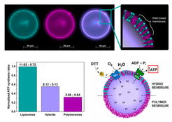 Fig. 3: Reconstituting minimal phosphorylation machinery in polymer and hybrid membranes. Above: homogenous lipid/polymer hybrid membrane in microcontainers; Below: respiratory-driven ATP synthesis in lipid, hybrid and polymer nanocontainers.