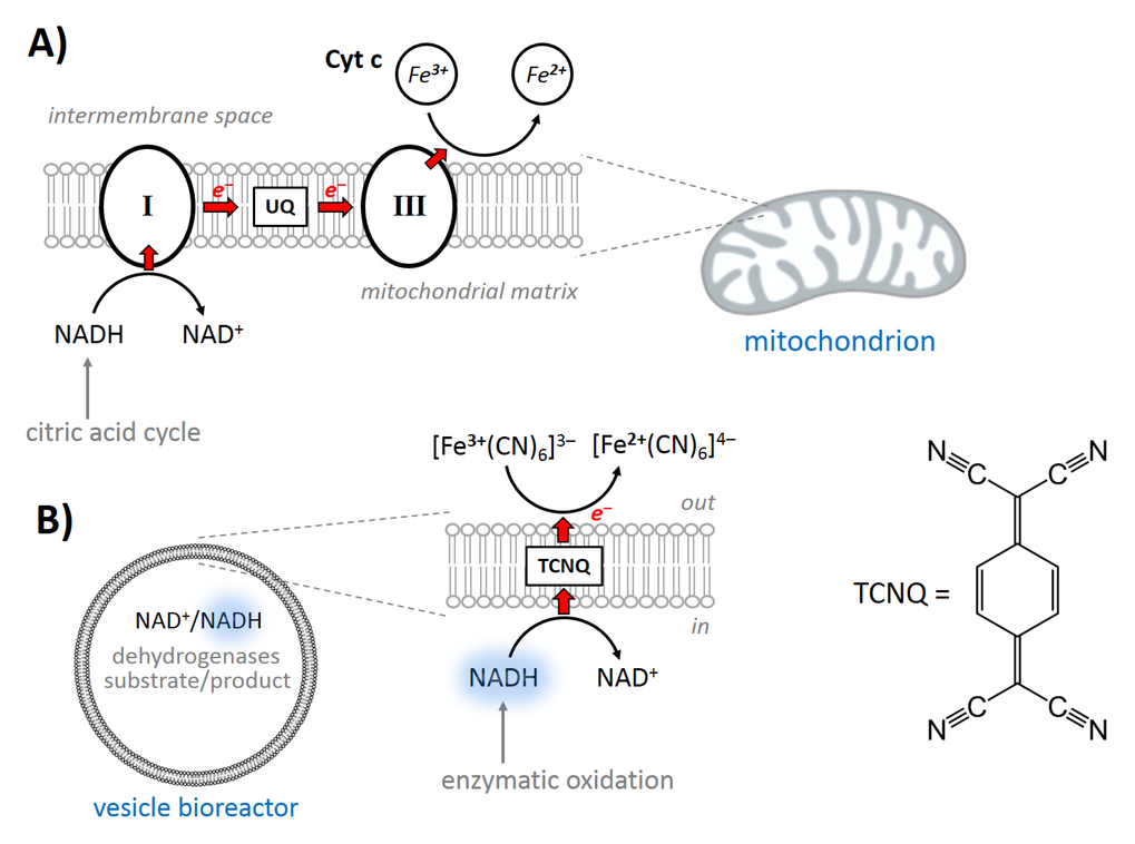 Fig. 4: NAD regeneration module. (A) Complexes I and III – natural functional parts for NADH oxidation and transmembrane electron transfer; (B) a synthetic analogue inserted into phospholipid bilayer.