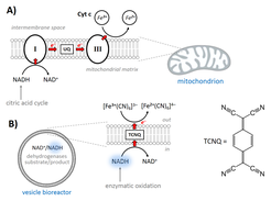 Fig. 5: NAD regeneration module. (A) Complexes I and III – natural functional parts for NADH oxidation and transmembrane electron transfer; (B) a synthetic analogue inserted into phospholipid bilayer.