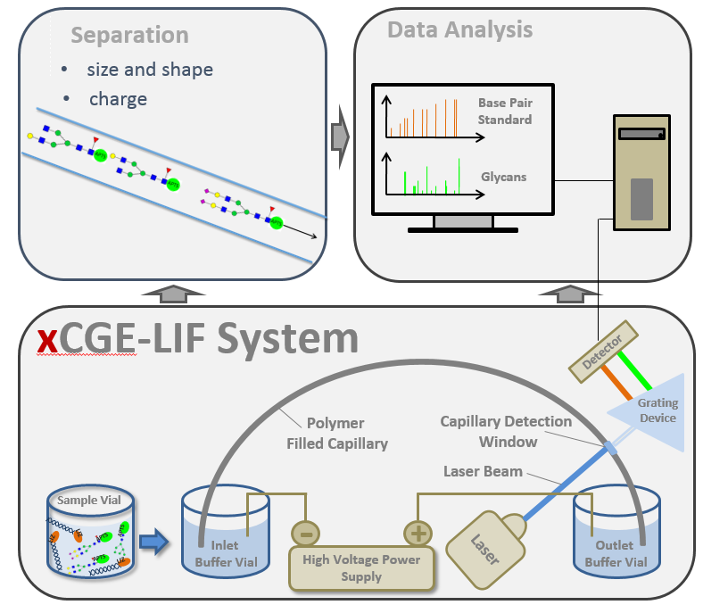 <p>Method Development for Glycan Analysis</p>