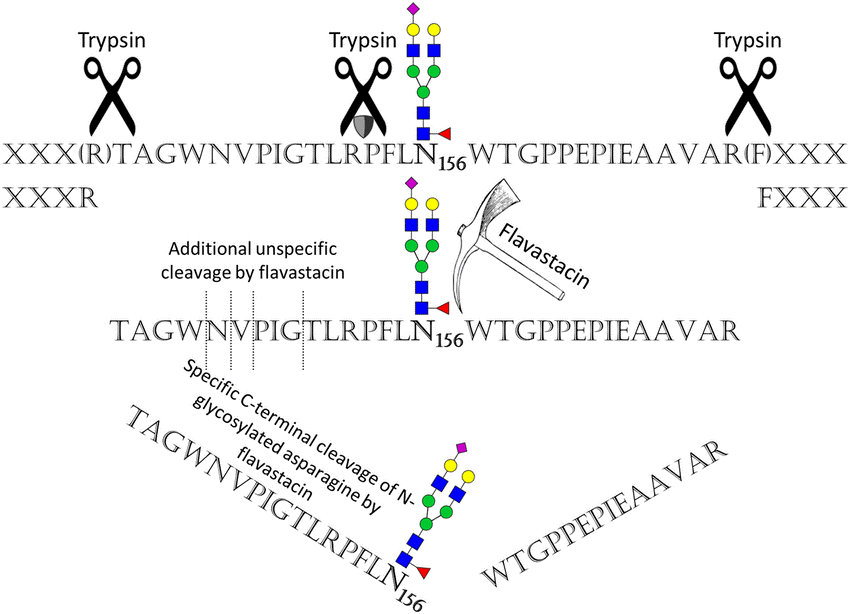 Method Development for Glycoproteomic Analyses