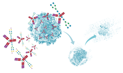 Figure 1: Glycosylation can dramatically influence biological activity of biotherapeutics. It is, therefore, crucial to develop methods for detailed glycan characterization. This figure exemplarily illustrates the influence of glycosylation on pro- and anti-inflammatory activity of IgG.