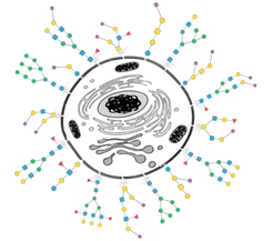 Figure 1: Given the dense glycan coating on essentially all cell surfaces and on most extracellular molecules, it is not surprising that glycans are involved in virtually all biological processes. Our goal is to develop new bioanalytical methods to ‘’visualize’’ glycans, and to investigate their important role in health and disease.