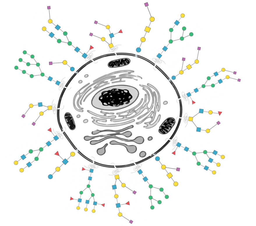 Figure 1: Given the dense glycan coating on essentially all cell surfaces and on most extracellular molecules, it is not surprising that glycans are involved in virtually all biological processes. Our goal is to develop new bioanalytical methods to ‘’visualize’’ glycans, and to investigate their important role in health and disease.