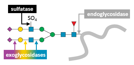 Using Functional Metagenomics to Discover Novel Enzymes for Glycan Analysis
