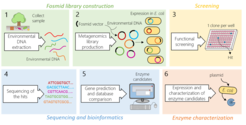 Figure 2: Functional Metagenomics for Enzyme Discover