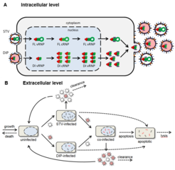 Fig. 1: Influenza A virus replication in the presence of DIPs. A) Intracellular level: Preferential replication of defective interfering (DI) virus ribonucleoproteins (vRNPs) in comparison to full length (FL) vRNPs. The complementary RNA (cRNA) represents the replication intermediate. B) Extracellular level: DIP and STV spreading in a population of cells in a bioreactor (modifed).