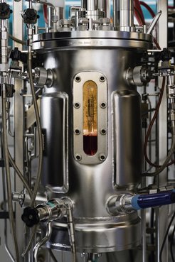 Efficient vaccine production: In the bioreactor, cells are cultured in a nutrient medium. The cell cultures are then infected with viruses that propagate and serve as the basis for a vaccine. To obtain the highest possible density of host cells, researchers at the Max Planck Institute in Magdeburg vary numerous factors. Their processes could also accelerate the production of viruses or viral vectors for a coronavirus vaccine.