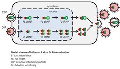 Figure 1: Scheme of DIP propagation. In a co-infection with a DIP and STV, an increased replication and preferential packaging of the DI genome can be observed, and mainly non-infectious DIPs are released. Abbreviations: FL, full length; DI defective interfering; vRNP, viral ribonucleoprotein; cRNP, complementary RNA containing ribonucleoprotein.