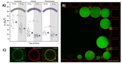 Fig. 5: Protein-functionalized microcompartments. (A) Bending rigidity for protein-free (w/o bo3; white area) and protein-functionalized (w/ bo3; gray area) liposomes, hybrids, and polymersomes. (B) bo3-polymer-GUVs with encapsulated pH-sensitive dye (green) trapped in microfluidic chip. Scale bar, 50 μm. (C) Successful insertion and homogenous distribution of bo3 oxidase-ATTO 514 (green) in bo3-polymer-GUVs. Polymer labeled with rhodamine (PDMS-g-PEO-Rho, red) was used to visualize the memrbane. Scale bar, 10 μm.