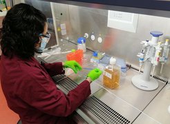 Dr. Mariana Juarez bereitet in einem Labor am Max-Planck-Institut Magdeburg die Synthese von rekombinanten SARS-CoV-2 Spike-Proteinen in Insektenzellen vor. Unterschiedlich glykosylierte Versionen des Proteins werden im Anschluss mittels Verfahren der synthetischen Biotechnologie erzeugt und von der Arbeitsgruppe Infektionsimmunologie an der Otto-von-Guericke-Universität Magdeburg in Mäusen untersucht.
