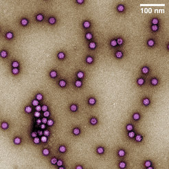 Bild 2: Adeno-assoziierte Virus (AAV)-Partikel, die mit der sterischen Ausschlusstechnologie von ContiVir aufgereinigt wurden. Das kolorierte Bild zeigt die ikosaedrischen Proteinkapside von AAV in violett; ungefähre Größe: 25 nm.