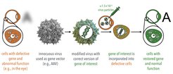 Figure 1: Example of viral particles used as vectors for gene delivery.