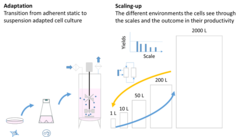 Figure 1 Challenges in scaling-up. Successful cell adaptation from static adherent culture to dynamic suspension culture simplifies up-stream process scale-up, but environmental heterogeneities still pose a major obstacle. Scale-down is a valuable approach to assess their impact on cells physiology and productivity in benchtop bioreactors.