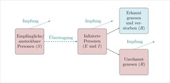 Vereinfachte Darstellung des Compartment-Modells: Das grundlegende Modell, das die Mathematikerinnen und Mathematiker benutzen, basiert auf einem erweiterten SIR-Modell. Das SIR-Modell (susceptible-infected-removed model) beschreibt allgemein die epidemiologische Ausbreitung von Infektionskrankheiten.