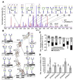 Deficiency in POMGNT1 affects N-glycosylation of N-cadherin. A, comparative overlay of the electropherograms as obtained by xCGE-LIF after APTS labeling to evaluate N-glycan profile of N-Cdh derived from WT (red line) and ΔPOMGnT1 (blue line) HEK293T cells. The normalized signal intensity of APTS-labeled N-glycans (relative signal intensity (%), i.e., peak signal divided by the summed peak height of all quantifiable N-glycan peaks with signal-to-noise ratio >9) is plotted over their normalized migration time units (MTU”). Relevant peaks are numbered and annotated with corresponding glycan structures. A3 and A4 indicate three- and four-antennary N-glycan structures, respectively; while F indicates the presence of a fucose among the N-glycan structures. The asterisk denotes a peak of an internal migration time standard. B, overview of site-specific N-glycan microheterogeneity on extracellular domains (EC1–EC5) of N-Cdh, purified from WT and ΔPOMGnT1 HEK293T cells. Cartoon represents the molecular structure of five EC domains of N-Cdh, which form a β-barrel structure (brown and blue ribbons represent beta sheet and alpha helix, respectively). The positions of identified N-glycosylation sites are shown in red ribbons. For each N-glycosylation site, the major N-glycoform detected in WT (left) and ΔPOMGnT1 (right) is depicted. Values beneath the each glycan structure represent the relative abundance of this N-glycoform (quantitative values for each glycoform as proportions relative to the sum of all glycoforms detected) and the total of N-glycoforms detected on this site, respectively. Values for ΔPOMGnT1 are highlighted in black. Asterisk at position Asn190 indicates the scarcely N-glycosylated site (only one N-glycopeptide derived from WT N-Cdh could be identified). The molecular structure of N-Cdh was modeled by using open-source software UCSF Chimera Version 1.10.2. A, B, N-glycan structures were drawn with GlycoWorkbench Version 1.1, by following the guideline of the Consortium for Functional Glycomics. Pep = peptide moiety; green circle = mannose; yellow circle = galactose; blue square = N-acetylglucosamine; red triangle = fucose; purple diamond = N-acetylneuraminic acid. C, site-specific relative changes in the N-glycan traits (bisecting GlcNAc, sialylation, and galactosylation) in ΔPOMGnT1-derived N-Cdh. For each N-glycosylation site, quantitative changes in the N-glycan microheterogeneity are depicted as increase or decrease in ΔPOMGnT1-derived N-Cdh relative to the level in the WT. The quantities represent N-glycopeptide AUC values (EIC MS1) that were summed based on common N-glycan traits (N-glycopeptides carrying a bisecting GlcNAc, sialylation, and/or galactosylation). Since site N190 is only scarcely N-glycosylated, its microheterogeneity could not be quantified. D, qRT-PCR analysis of galactosyltransferase (B4GALT1) and sialyltransferases (ST3GAL3, ST3GAL4, ST3GAL6 and ST6GAL1) mRNA levels in WT and ΔPOMGnT1 cells. mRNA levels in ΔPOMGnT1 cells are calculated as %, considering the respective mRNA levels in WT cells as 100%. For normalization the housekeeping gene hypoxanthine-guanine phosphoribosyltransferase was used. Assays were performed in triplicate from three biological replicates. Data are represented as means ± SD including all individual data points. Asterisks denote statistical significance in comparison with WT cells: ** p ≤ 0.01, *** p ≤ 0.001, n.s. not significant.