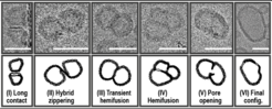 Fig. 8: Proposed fusion intermediates of SNARE-mediated fusion in hybrids. Long contact is established between the lipid-rich domain (bilayer) of one fusing vesicle, and the polymer-rich domain of another (I). The initial contact between the fusing membranes occurs at the lateral edge of the protruding bilayer and it further develops into crosswise membrane mixing (the process of “hybrid zippering”, II). Transient fusion diaphragm, exhibiting lipid-rich bilayer stabilized in polymer bilayer is observed (III) before stable lipid bilayers are formed in the newly mixed hybrid diaphragm (IV). The fusion pore was formed in the more central region of the juncture (V). No inclusions or deformations can be observed in fused vesicles (VI). Scale bars, 30 nm.
