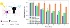 Fig. 1: left-schematic representation of light to ATP synthetic organelle; right-long term stability of light-to-ATP synthetic organelles was significantly enhanced in polymer membranes with 80% retained activity after 42 days.