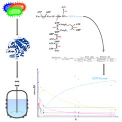 Enzymes are isolated from different organisms, purified, and combined with necessary substrates to form a cell-free cascade that produces the nucleotide sugar GDP-Fucose. The dynamics of the network can be described with a kinetic ODE model which enables simulation of metabolite concentrations over time as well as mathematical optimization according to defined target functions and constraints.