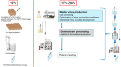 Figure 1: Classical production of YF17D in embryonated eggs (left) and next-generation vaccine process development (right).