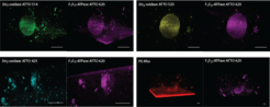 Fig. 9: Membrane proteins partitioning in polymer/lipid hybrid GUVs. Upper panel: homogenous distribution of proteins; lower panel: proteins partitioning in lipid domains. Proton pump bo3 oxidase is labeled with ATTO 514 (green), ATTO 520 (yellow) or ATTO 425 (cyan) and F1FO-ATPase with ATTO 620 (magenta). Scale bar, 5 μm.