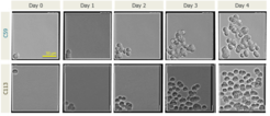 Figure 1: Generation of monoclonal MDCK suspension cell cultures using a CellCelector™. Thousands of MDCK cells were seeded into a nanowell-plate. Cells were efficiently separated from each other, yet co-cultured in the same medium. This allows all cells to contribute to the growth of the clonal cell lines, while maintaining their monoclonality. The integrated imaging system scanned automatically the nanowells on day 0 to identify the wells containing only one cell. After four days of monitoring, cells were automatically transferred for further expansion steps.