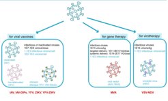 Fig. 1: Possible applications of viruses: for viral vaccines, for gene thearpy or virotherapy such as cancer treatment. Examples are given with typical required dosing and current cell specific virus yield showing the need to improve these processes. In red viruses are listed that we currently work on (IAV: Influenza A virus, YFV: yellow fever virus, ZIKV: Zika virus, MVA: modified vaccinia Ankara virus, VSV: vesicular stomatitis virus, NDV: Newcastle disease virus)