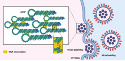 Figure 1. Schematic depiction of the influenza A virus packaging and release process. Virion assembly is coordinated by complex intersegment vRNA-vRNA interactions (yellow) of viral ribonucleoproteins (vRNPs), which are dependent on vRNA structure and accessibility.