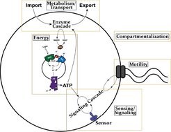 Fig. 2: Schematic illustration of the artificial cell architecture as designed by ALLS Team, highlighting the key structural components and functional elements.